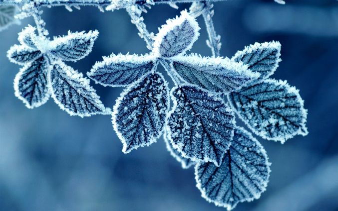 frost leaves 0 jpg 22541566806489174